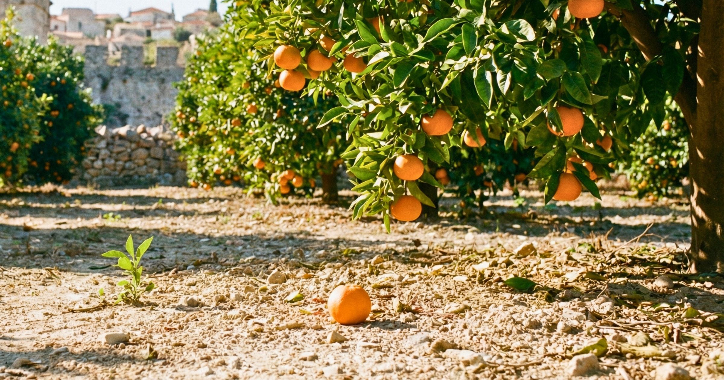 Mandarinka na zemi a rostlinka mandarinky